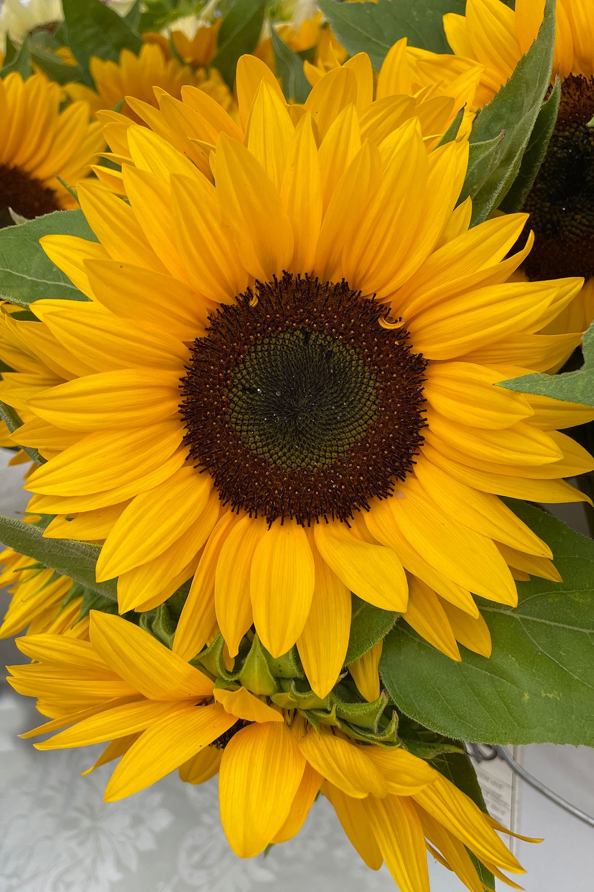 cu sunflower